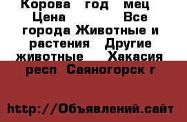 Корова 1 год 4 мец › Цена ­ 27 000 - Все города Животные и растения » Другие животные   . Хакасия респ.,Саяногорск г.